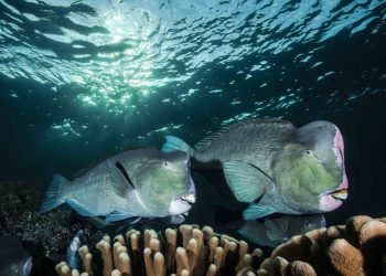 İyi Bir Fotoğraf İçin Ne Kadar Derine Dalmalı?