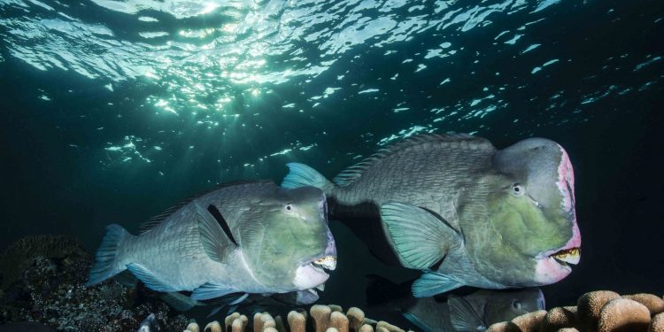 İyi Bir Fotoğraf İçin Ne Kadar Derine Dalmalı?