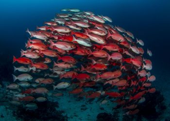 Su Altında Fotoğraf Çekmek