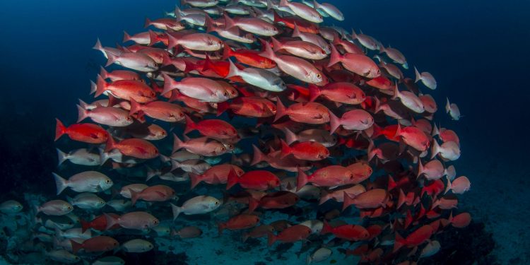 Su Altında Fotoğraf Çekmek