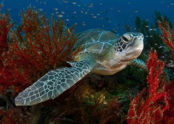 Su Altı Fotoğrafçısı, Moda fotoğrafçısına Ne Kadar Benzer?