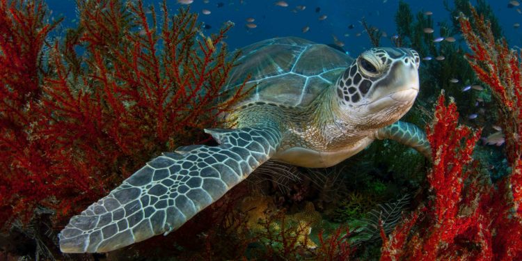 Su Altı Fotoğrafçısı, Moda fotoğrafçısına Ne Kadar Benzer?