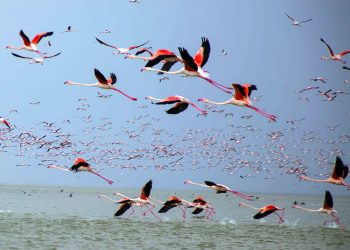 Çevre Bilincinden Doğan Sanat: Doğa Fotoğrafçılığı
