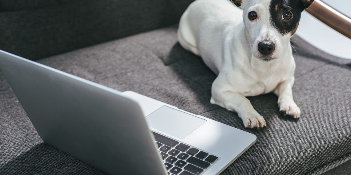 köpekler koronavirüs hastalarını