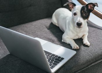 köpekler koronavirüs hastalarını