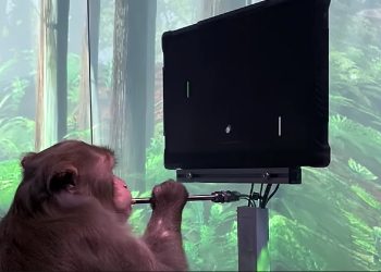 Elon Musk’ın beyin çipi şirketi Neuralink maymun üzerinde test yaptı