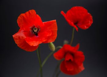 Fotoğrafta Arka Plan ve Önemi