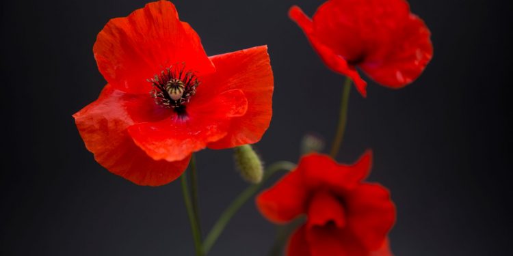 Fotoğrafta Arka Plan ve Önemi