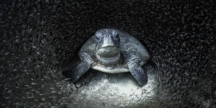 2021 Okyanus Fotoğrafları Yarışması Kazananları Belli Oldu