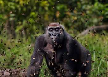 Doğa Koruma Vakfı 2021 Fotoğraf Yarışması Sonuçları Açıklandı