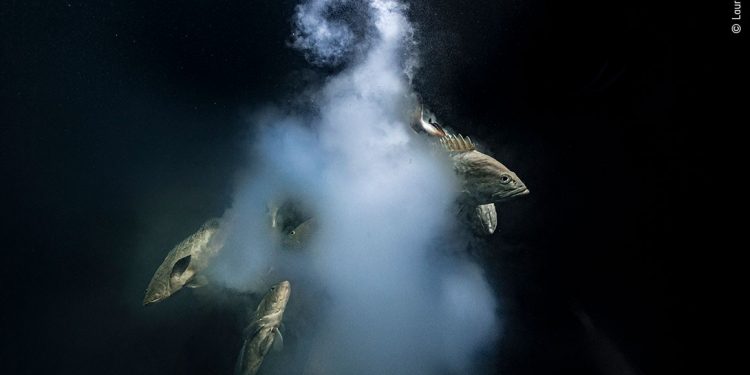 2021 Yılının Yaban Hayatı Fotoğrafı Seçildi