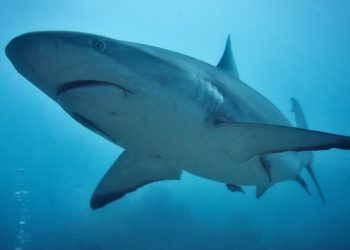 Köpek Balığı Filmleri