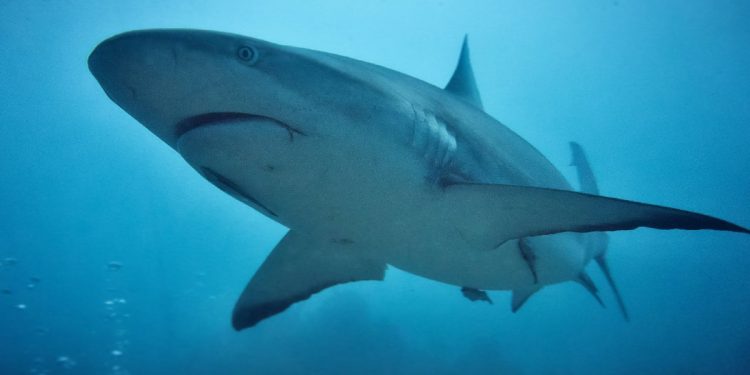 Köpek Balığı Filmleri