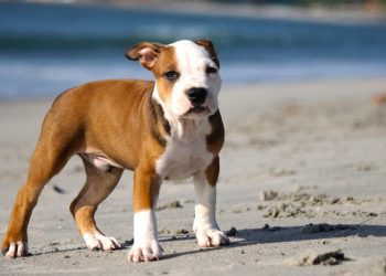 Pitbull Neden Saldırır, Saldırırsa Ne Yapılmalı?