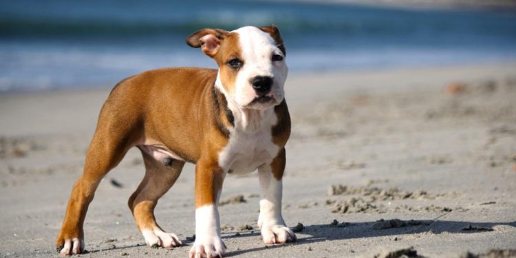 Pitbull Neden Saldırır, Saldırırsa Ne Yapılmalı?