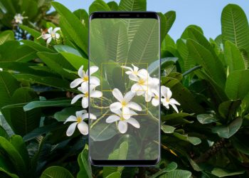 En İyi 5 Bitki Tanıma Programı