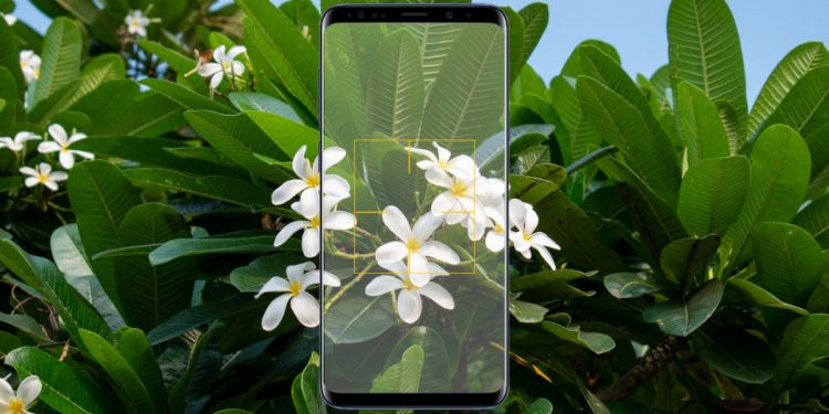 En İyi 5 Bitki Tanıma Programı