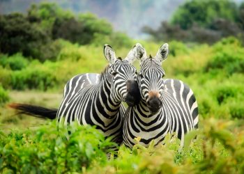 Hayvanlar Hakkında İlginç Bilgiler