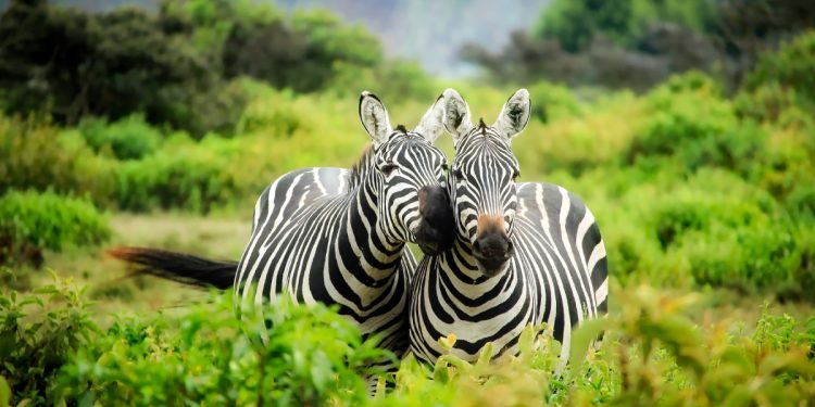 Hayvanlar Hakkında İlginç Bilgiler