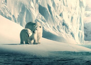 Mutlaka İzlenmesi Gereken Belgeseller