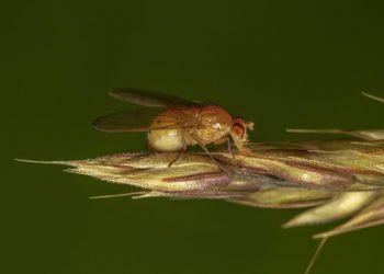 Sineklerin Beyni Hacklendi: Uzaktan Kontrol Edildi