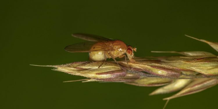 Sineklerin Beyni Hacklendi: Uzaktan Kontrol Edildi