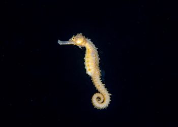 Sualtı Fotoğrafları için Dikkat Edilmesi Gerekenler