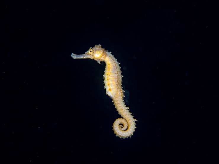 Sualtı Fotoğrafları için Dikkat Edilmesi Gerekenler