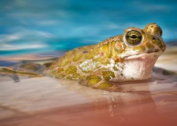 Amfibi Hayvanlar Neler?