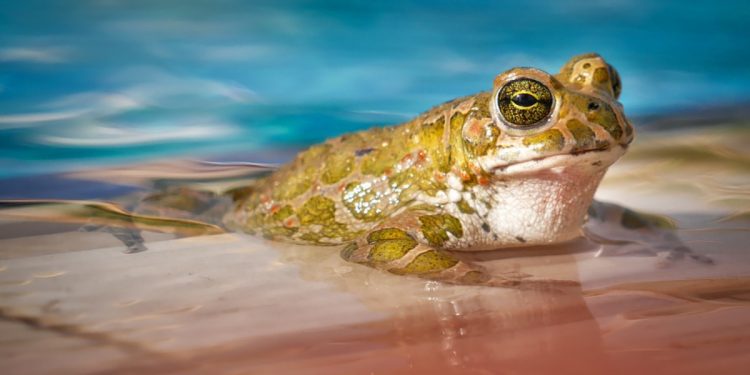 Amfibi Hayvanlar Neler?