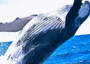 Suda Yaşayan Hayvanlar ve Özellikleri