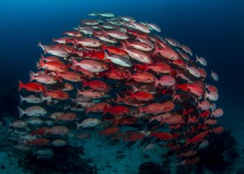Fotoğrafçı Sürüye Dalarsa…