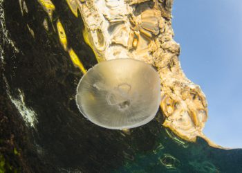 Deniz Her Zaman Mavi Değildir