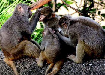 Neuralink Hayvan Deneyleri Dolayısıyla Soruşturma Altında