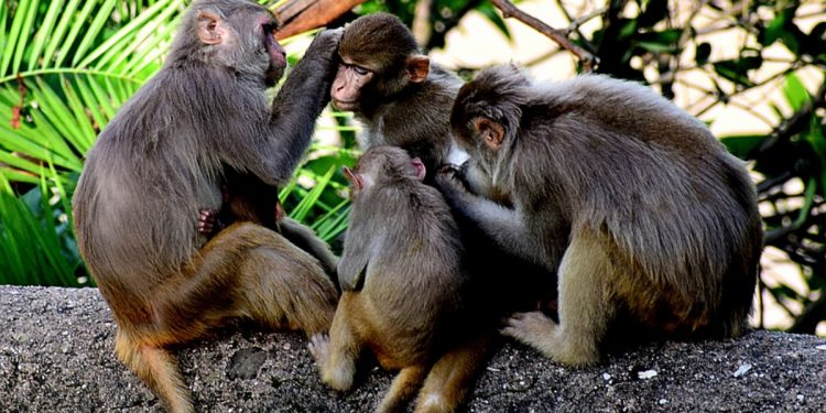 Neuralink Hayvan Deneyleri Dolayısıyla Soruşturma Altında
