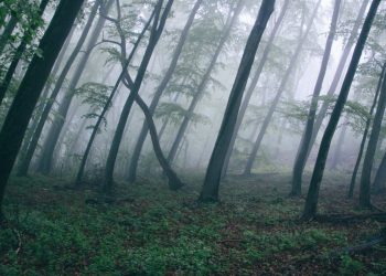 Ormanda Geçen Korku Filmleri