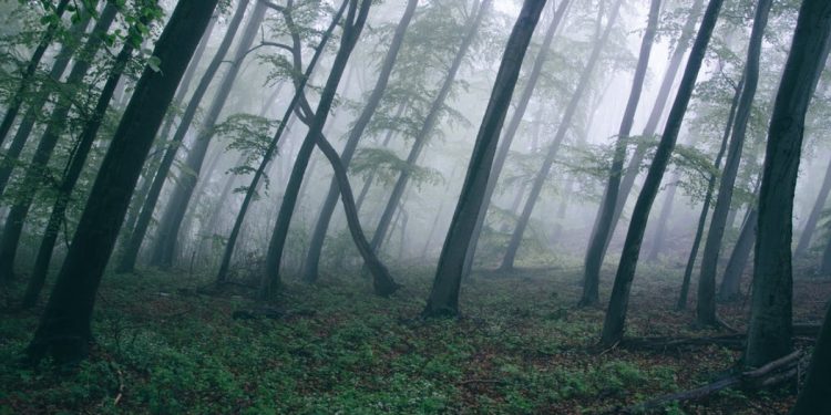 Ormanda Geçen Korku Filmleri