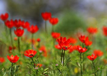 Doğa Fotoğrafçılığı: Alan Derinliği