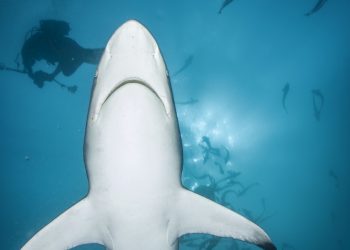Su Altı Fotoğrafçılığında Dikey Kadrajın Önemi
