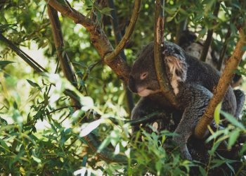 En Çok Uyuyan Hayvanlar
