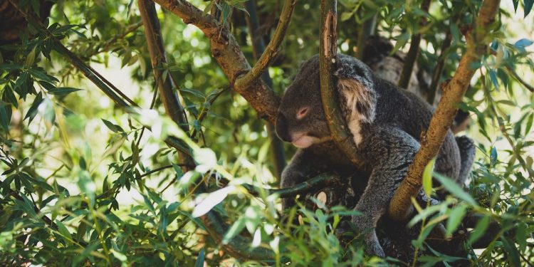 En Çok Uyuyan Hayvanlar