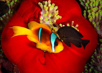 Fotoğrafta Renklerin Önemi Nedir?