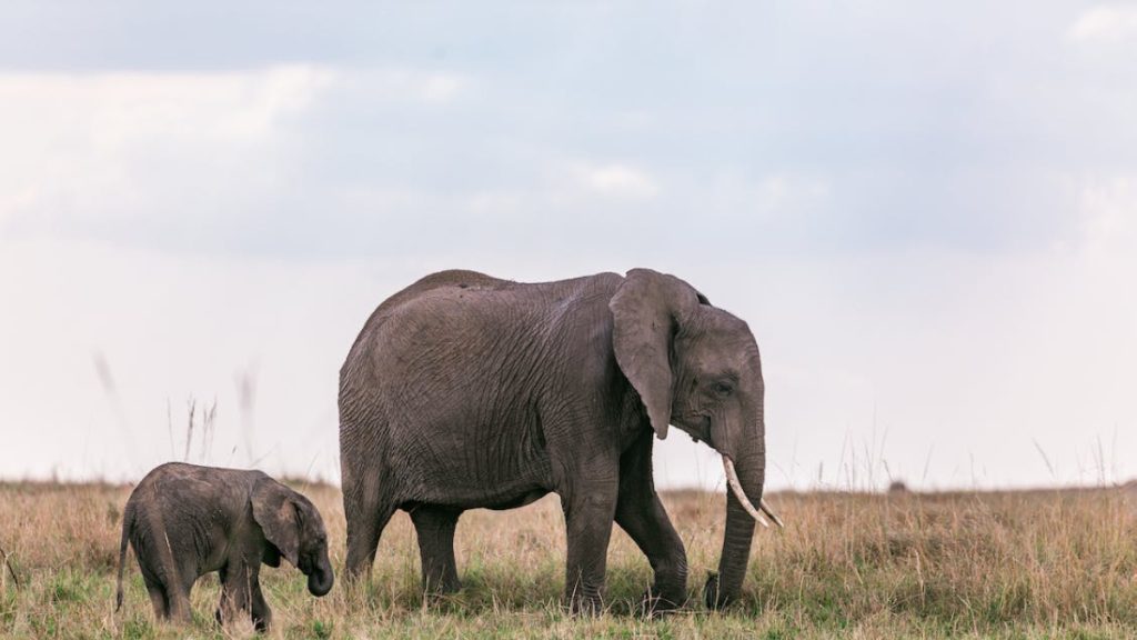 En Zeki Hayvanlar ve Yetenekleri