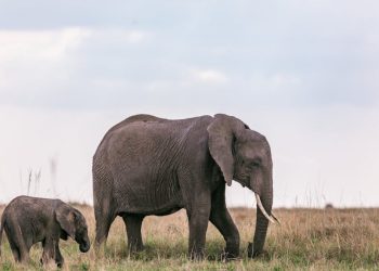 En Zeki Hayvanlar ve Yetenekleri