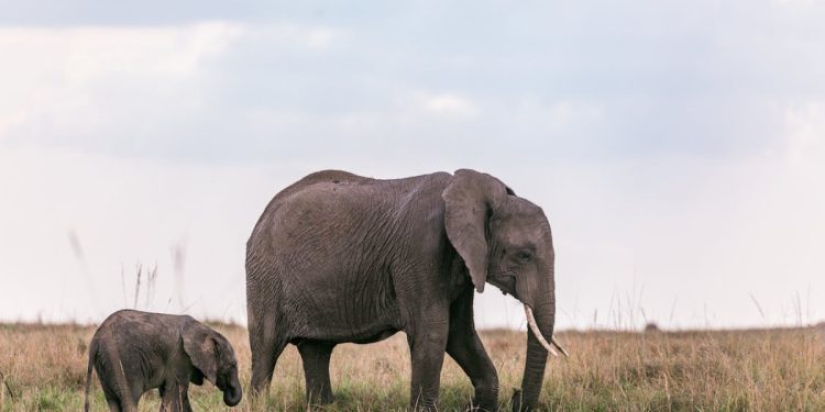En Zeki Hayvanlar ve Yetenekleri