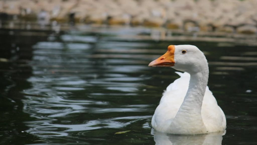 Ördek Sendromu Nedir? Belirtileri Neler?