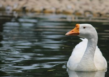 Ördek Sendromu Nedir? Belirtileri Neler?
