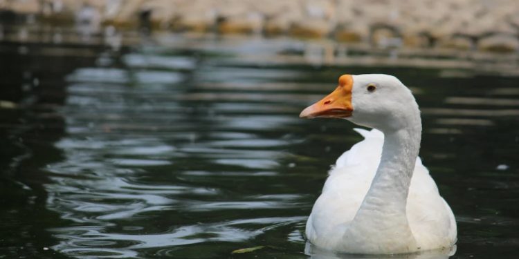 Ördek Sendromu Nedir? Belirtileri Neler?