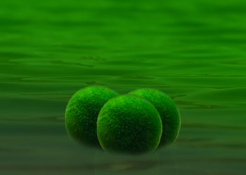 Marimo Nedir? Özellikleri Neler?