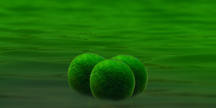 Marimo Nedir? Özellikleri Neler?